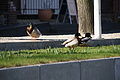 Bernhard Saalfeld - DSC03400.JPG