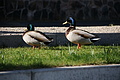 Bernhard Saalfeld - DSC03403.JPG
