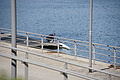 Bernhard Saalfeld - DSC03412.JPG