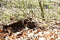 Bernhard Saalfeld - DSC03443.JPG