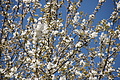 Bernhard Saalfeld - DSC03449.JPG