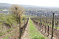 Bernhard Saalfeld - DSC03450.JPG