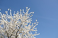 Bernhard Saalfeld - DSC03453.JPG