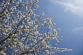 Bernhard Saalfeld - DSC03454.JPG