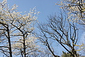 Bernhard Saalfeld - DSC03503.JPG