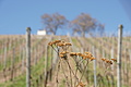 Bernhard Saalfeld - DSC03518.JPG