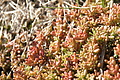 Bernhard Saalfeld - DSC03522.JPG