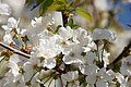 Bernhard Saalfeld - DSC03530.JPG