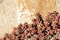 Bernhard Saalfeld - DSC03531.JPG