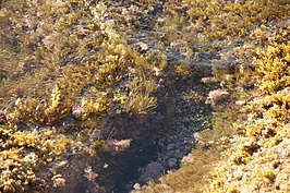 Bernhard Saalfeld - DSC02683.JPG