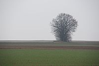 Bernhard Saalfeld - B1.jpg